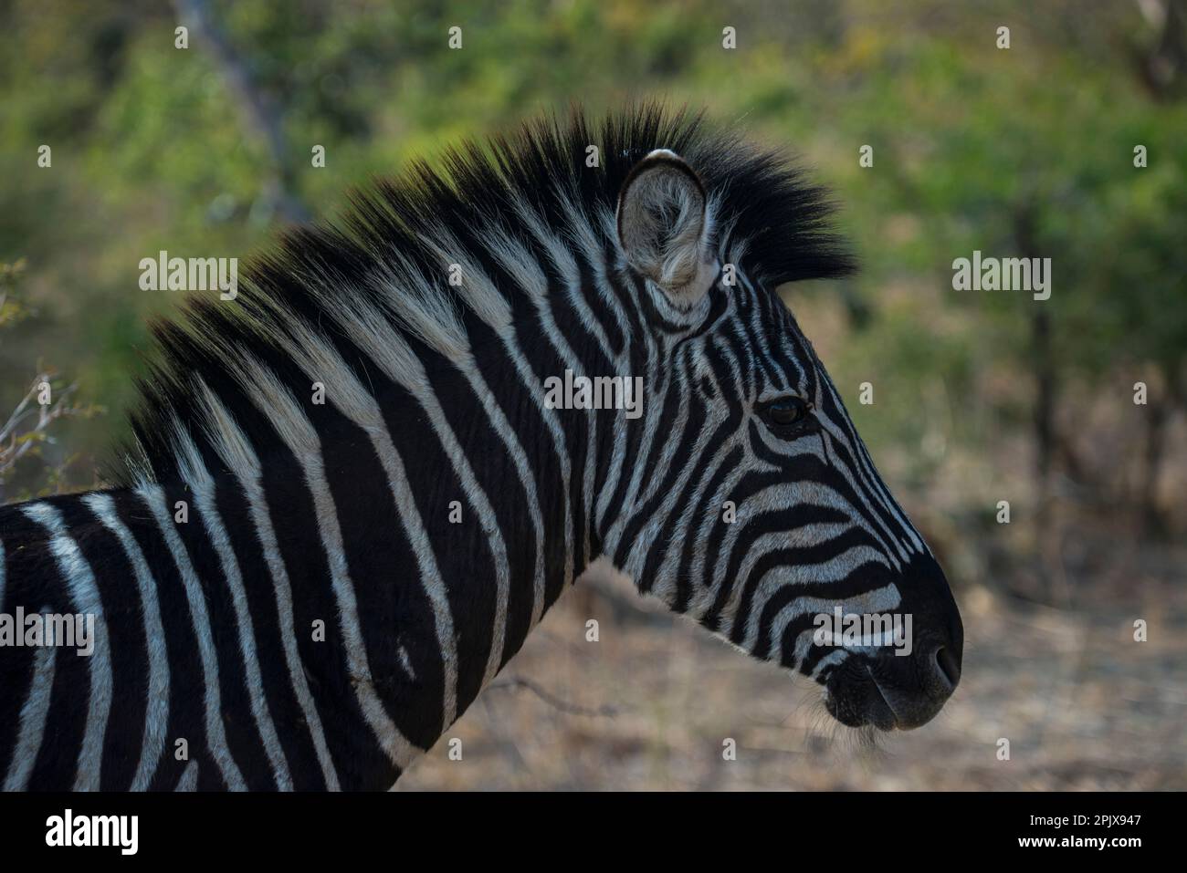 The plains zebra (Equus quagga, formerly Equus burchellii), also
