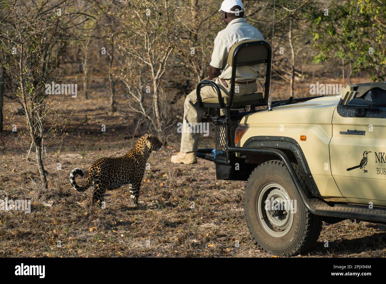 Leopard (panthera pardus) in the bush and a car with ranger.  Picture taken in the wilderness at Sabi Sands Reserve, South Africa, Africa Stock Photo