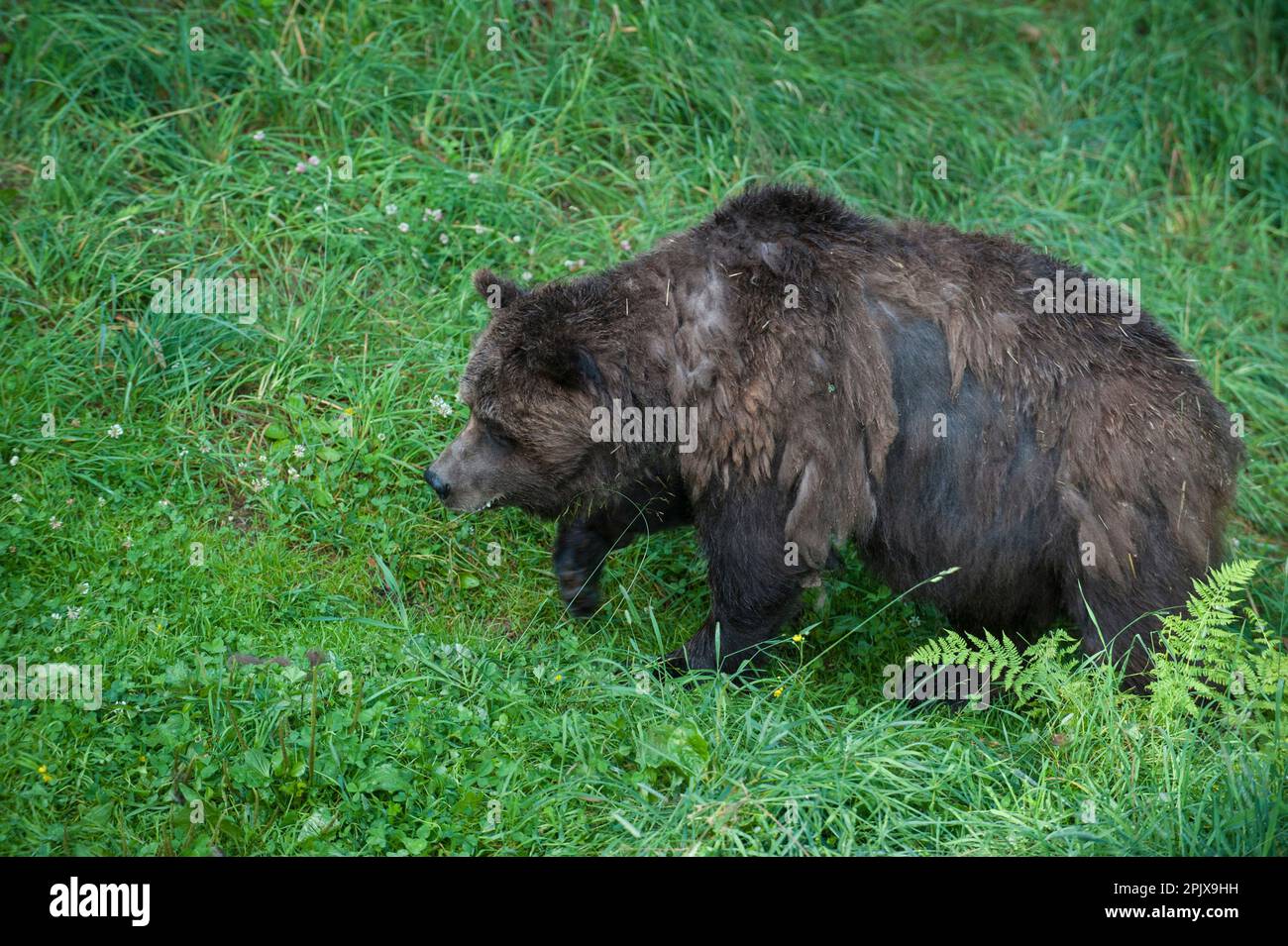 Brown Bear, Species