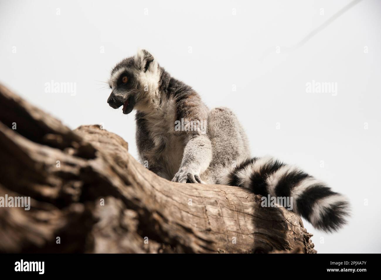 View of The ring-tailed lemur (Lemur catta) is a large strepsirrhine primate ...