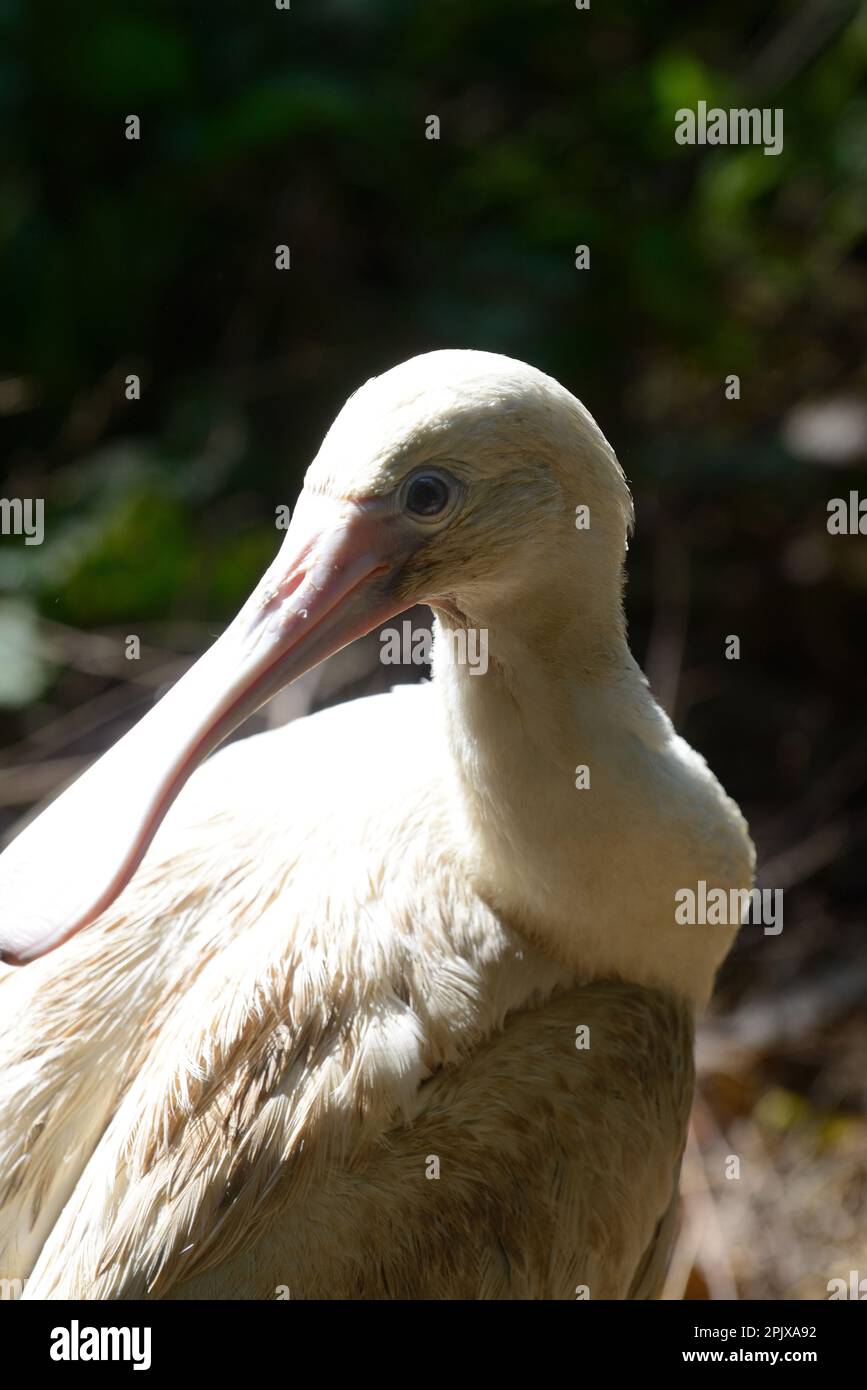 The Eurasian spoonbill (Platalea leucorodia), or common spoonbill, is a ...