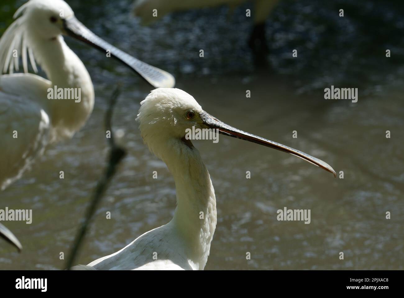The Eurasian spoonbill (Platalea leucorodia), or common spoonbill, is a ...