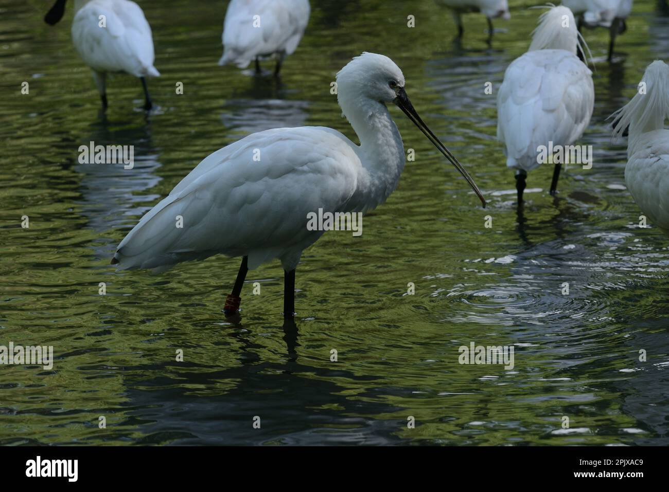 The Eurasian spoonbill (Platalea leucorodia), or common spoonbill, is a ...