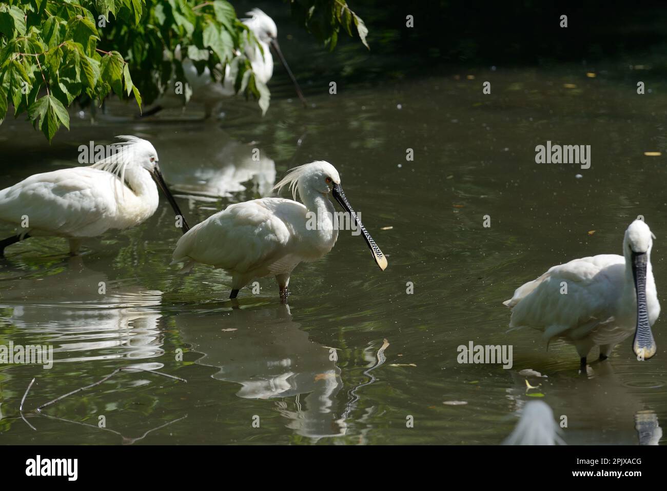The Eurasian spoonbill (Platalea leucorodia), or common spoonbill, is a ...