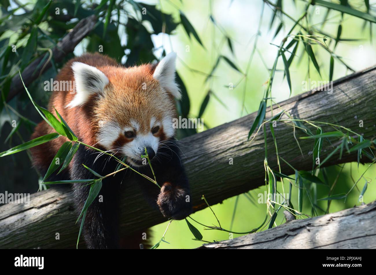 The red panda (Ailurus fulgens) is a mammal species native to the eastern Himalayas and southwestern China. Picture taken in captivity at Zoom, Cumian Stock Photo