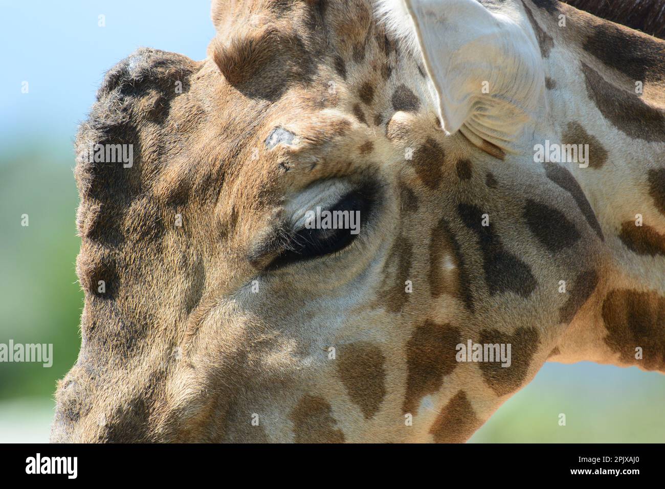 The giraffe (Giraffa) is an African artiodactyl mammal, the tallest living terrestrial animal. Picture taken in captivity at Zoom, Cumiana, Torino, Pi Stock Photo