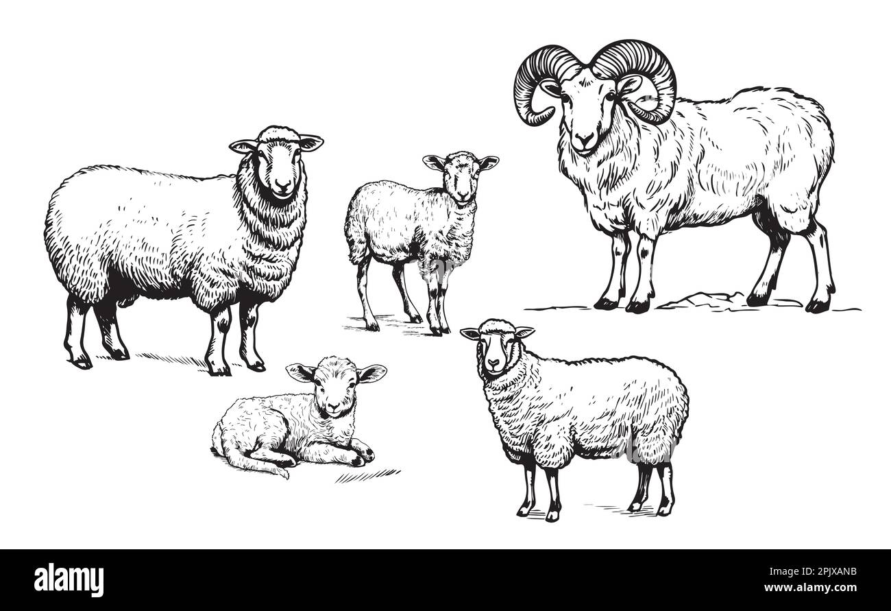 Sheep Ram Lamb family hand drawn sketch Vector illustration Farming