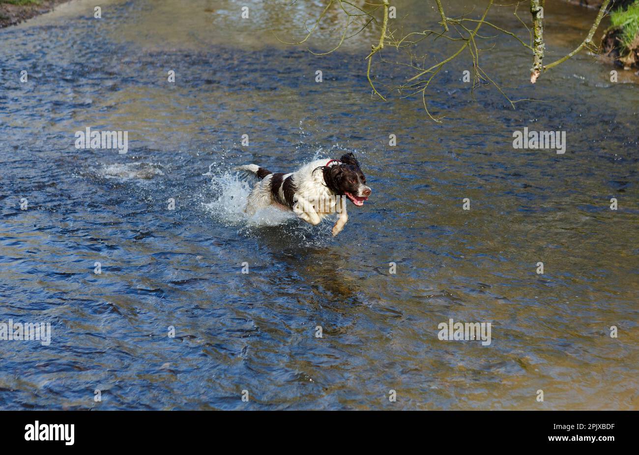 English Springer spaniel Running through water for Game Stock Photo