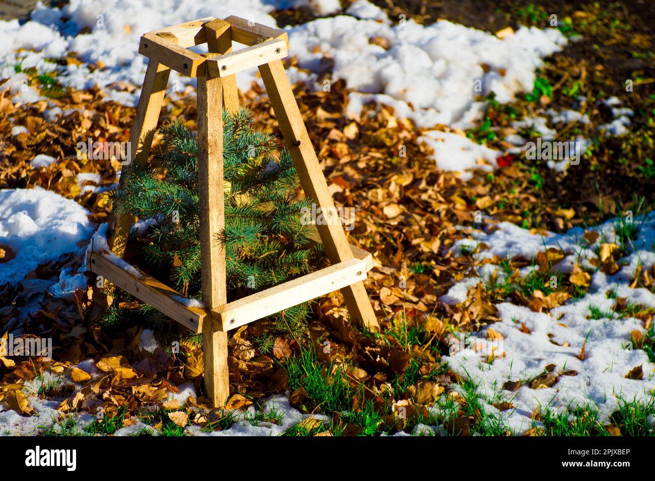 Small young Christmas tree grows out of ground. Fir seedlings in forest