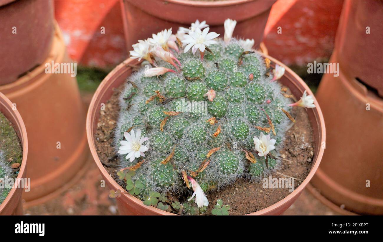 Mammillaria guelzowiana with white flowers is a species of plant in the family Cactaceae. Plants kept in pot for sale. Stock Photo