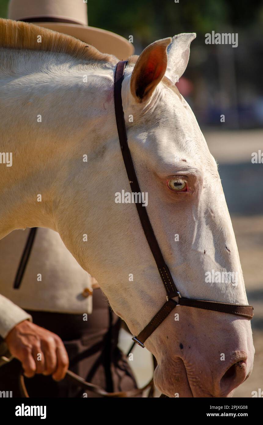 detail of a white thoroughbred horse's head Stock Photo