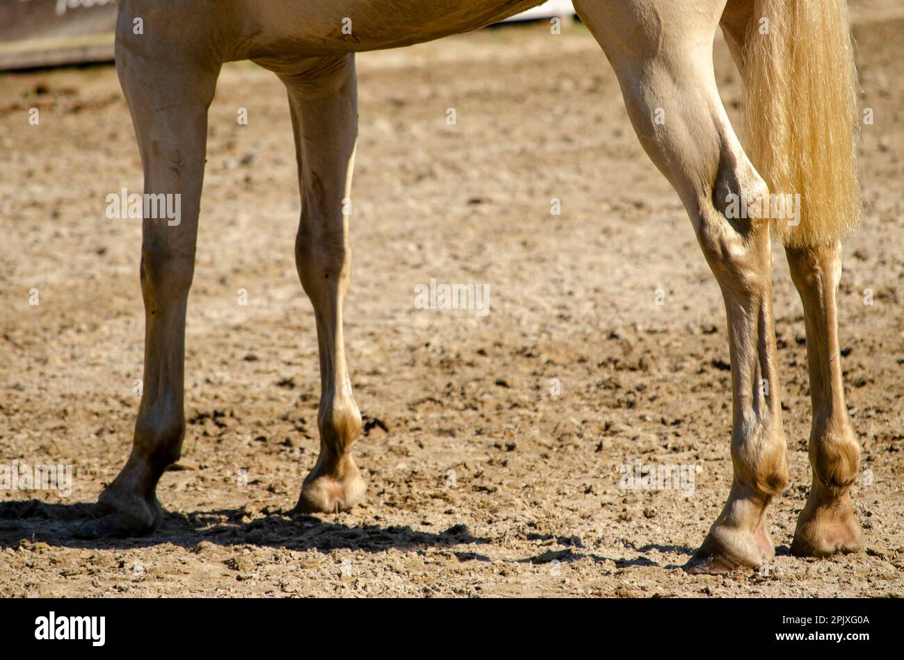 legs of a white thoroughbred horse Stock Photo