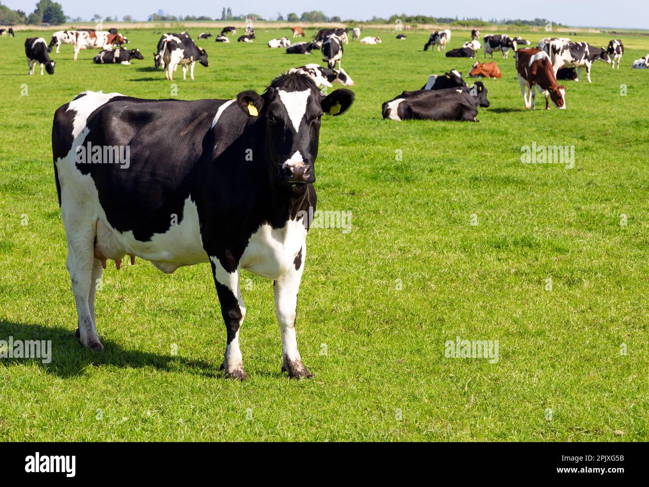 Black and white Holstein Friesian cattle cows grazing on farmland. Stock Photo