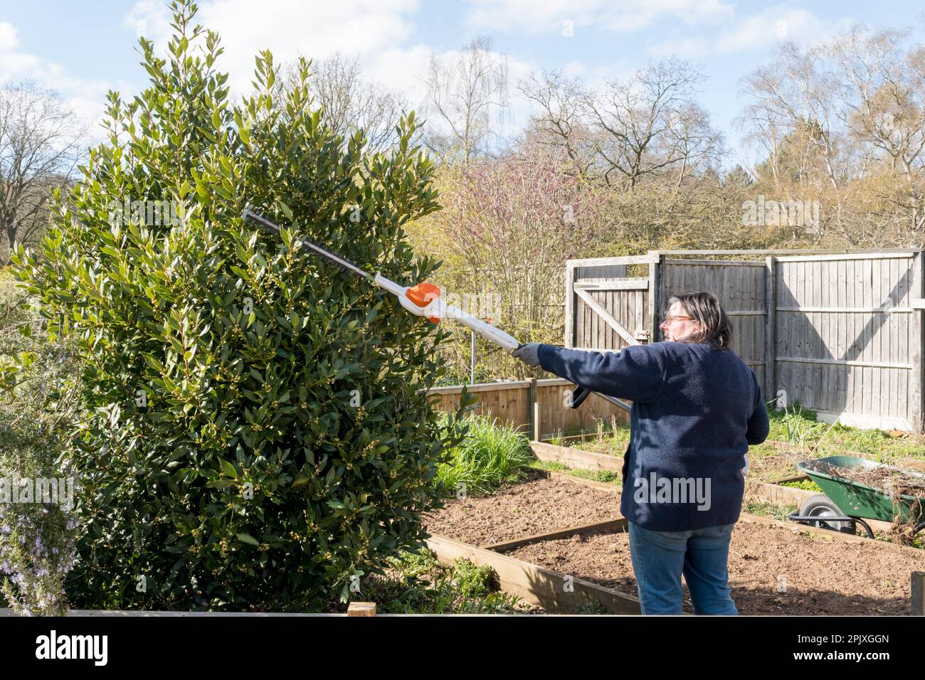 Woman working in the garden, trimming and shaping a laurel bush, Laurus nobilis, with an electric hedge trimmer. Stock Photo