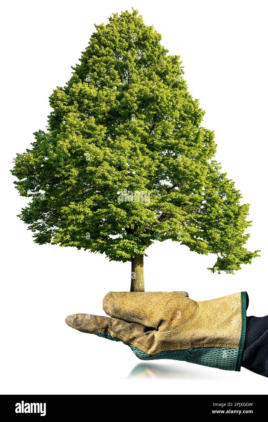 Tree Safe Hand Environmentalist hugging tree Cut Out Stock Images & Pictures - Alamy