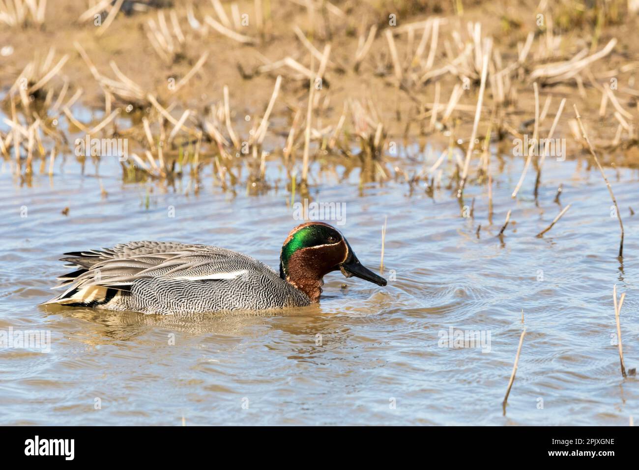 A male common teal, Anas crecca, at Cley Marshes in Norfolk. Stock Photo