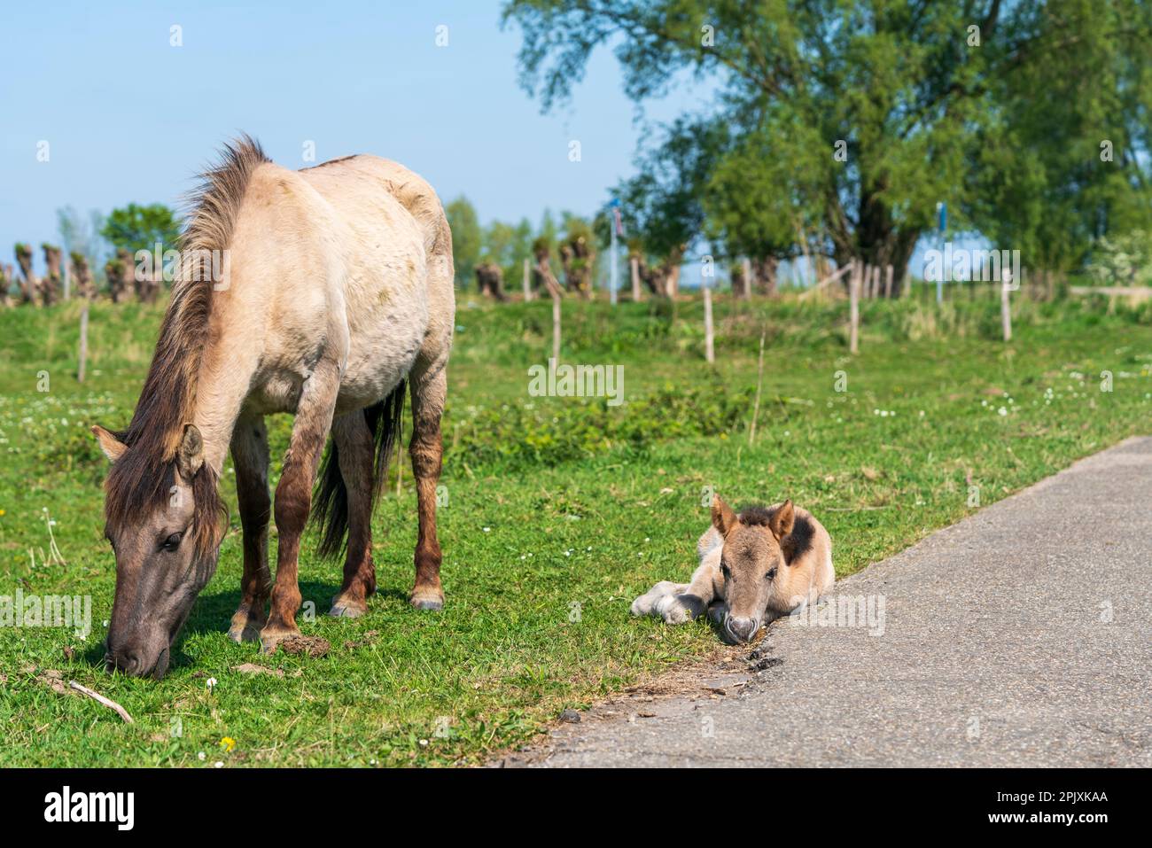Mother and newborn baby pony grazing on Dutch grass. Wild Konik horses in a national park in the Netherlands Stock Photo