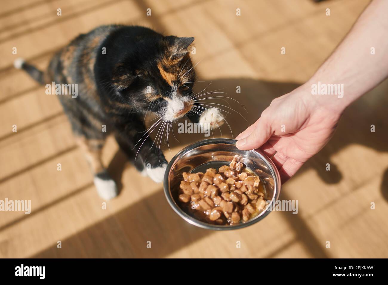 Domestic life with pet. Man giving feeding his hungry cat in morning light with shadows from the window. Stock Photo