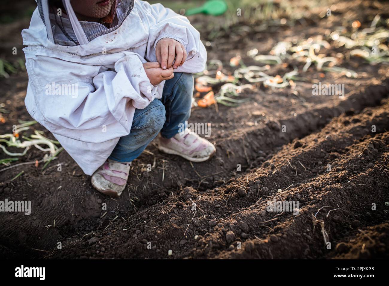 Joy of childhood and pleasures of gardening. little girl lovingly tends to growth of pea plants in summer sun Stock Photo