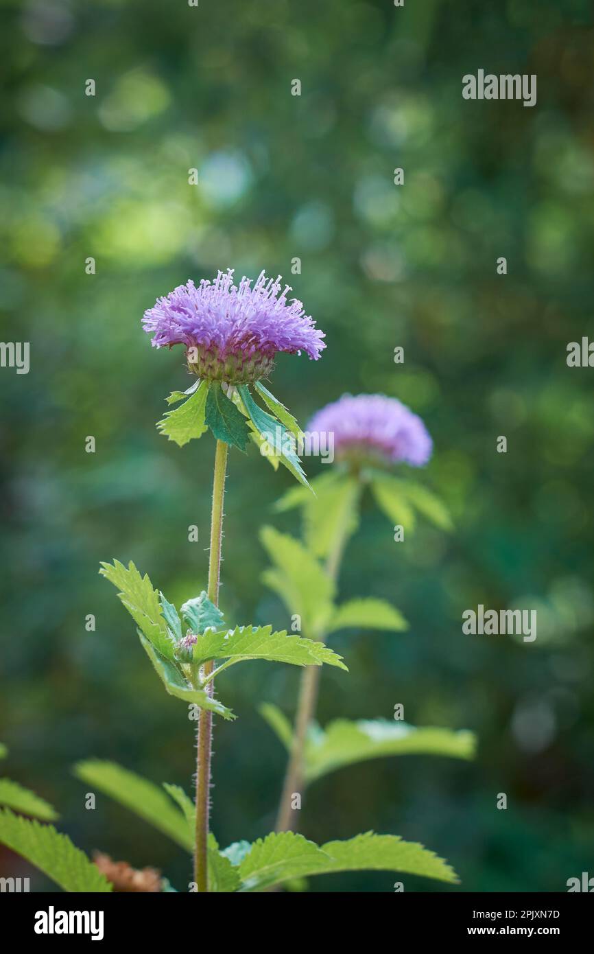Attractive purple flowers hi-res stock photography and images - Alamy