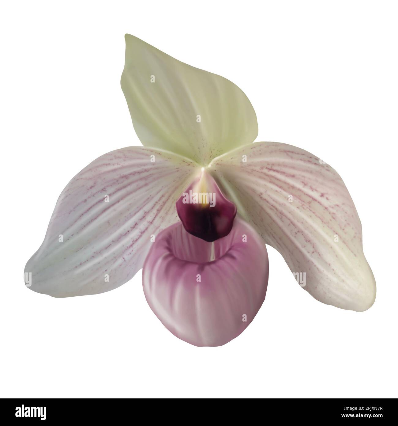 Watercolor orchid Paphiopedilum. Realistic illustration of Venus slipper Stock Photo