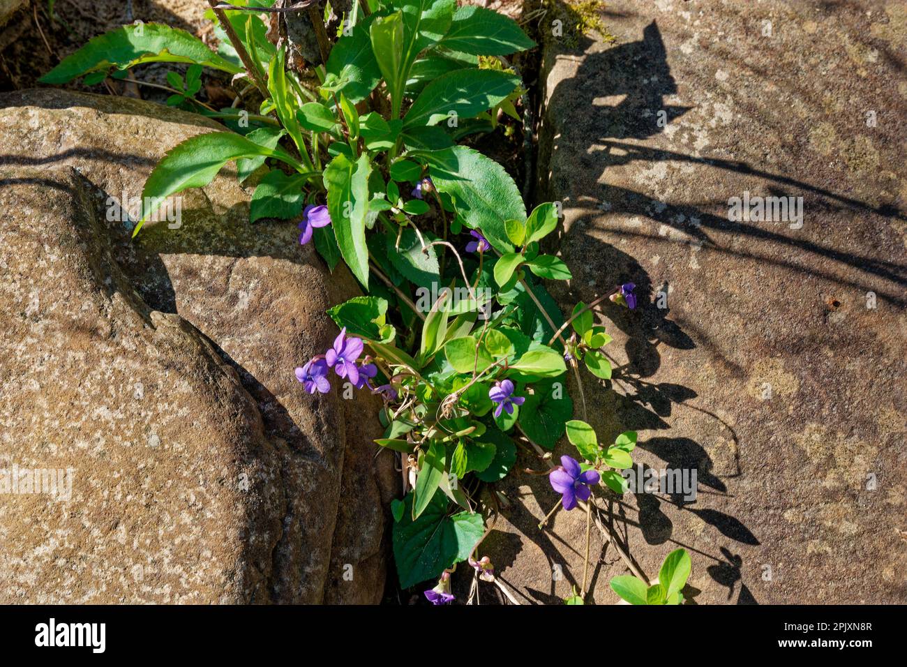 A clump of purple violets growing in a crevice between to large rocks closeup view on a sunny day in early springtime Stock Photo