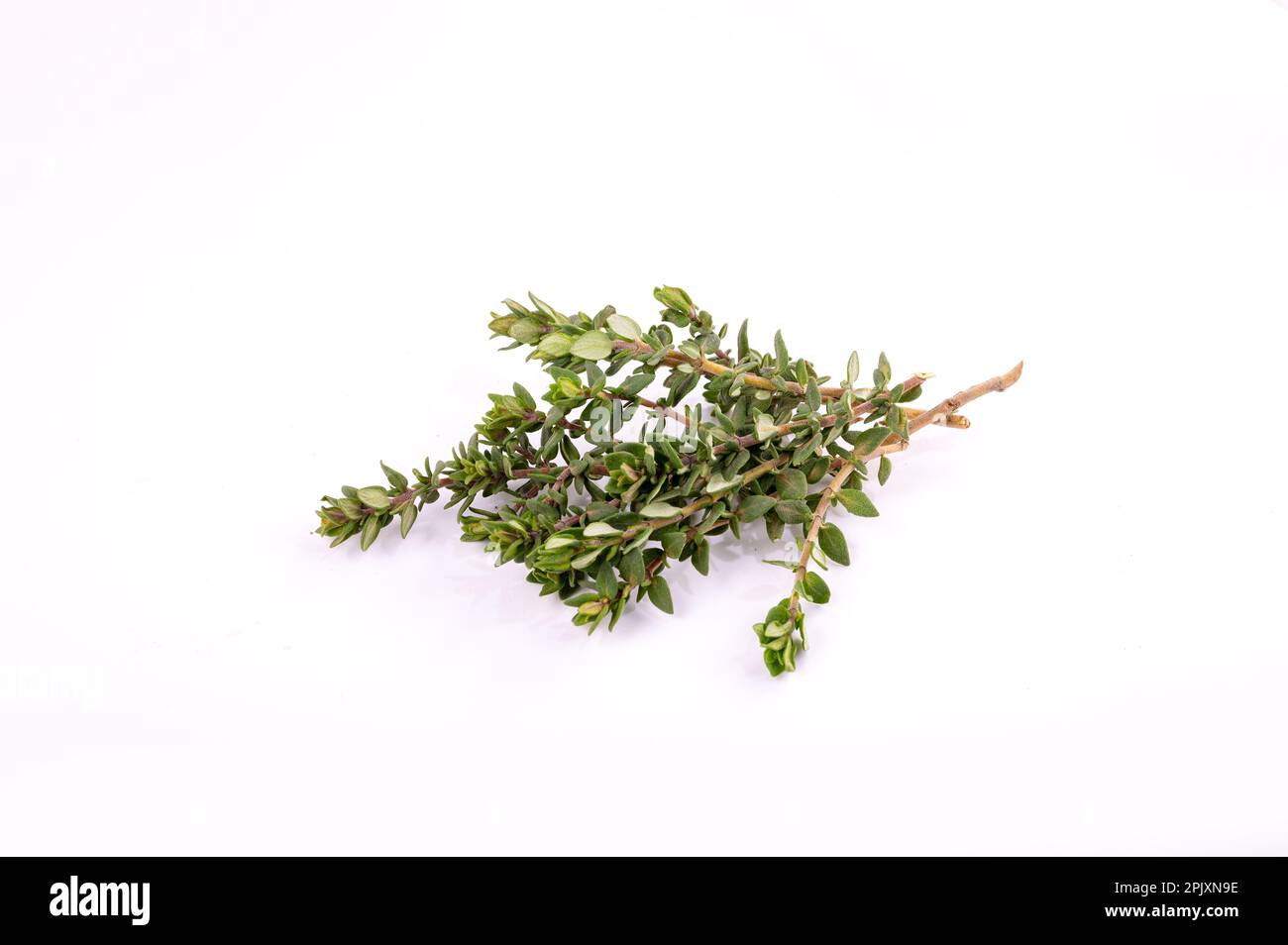 Thyme branches isolated on white Stock Photo Alamy