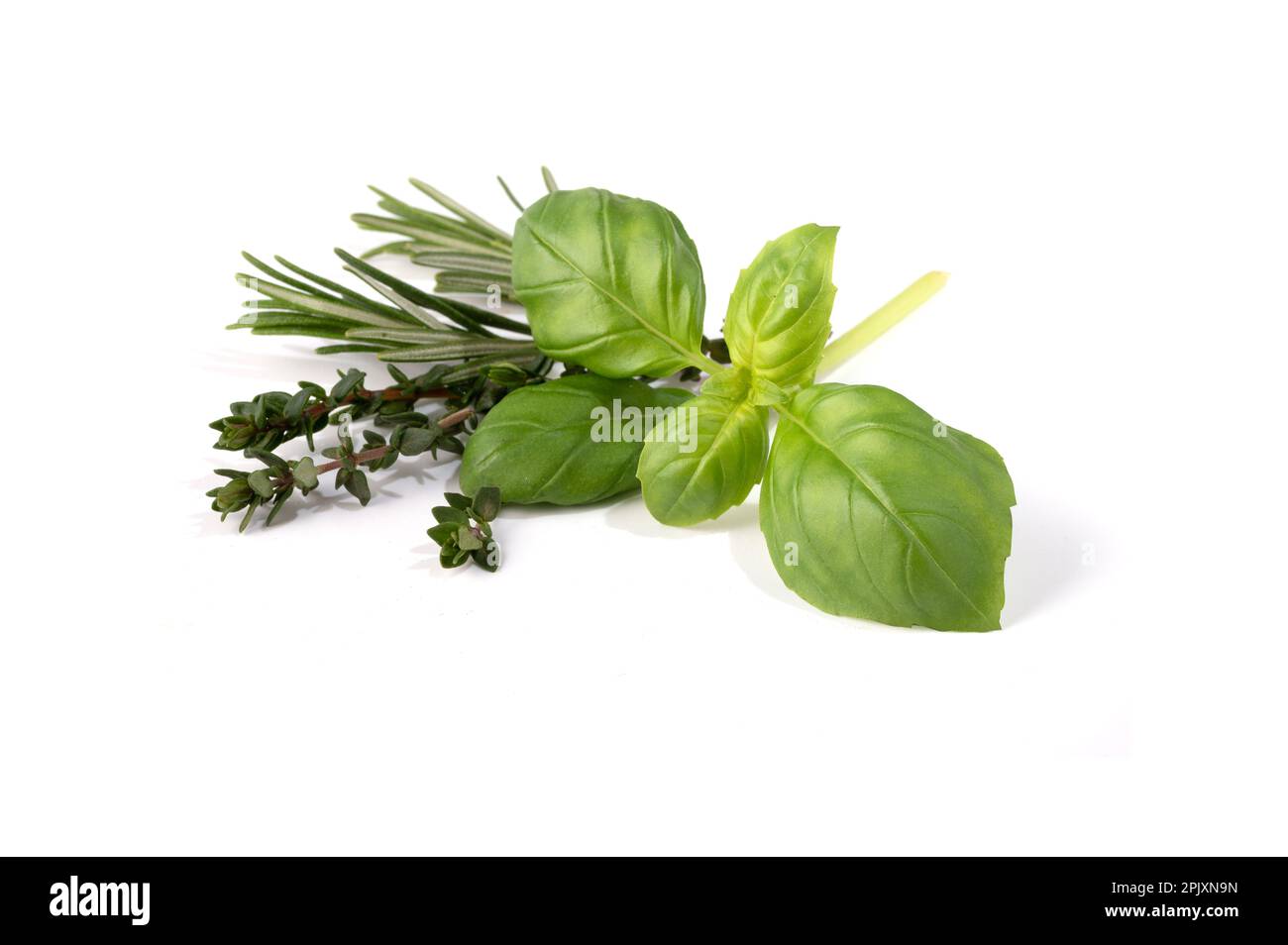 Basil leaves isolated on white background Stock Photo Alamy