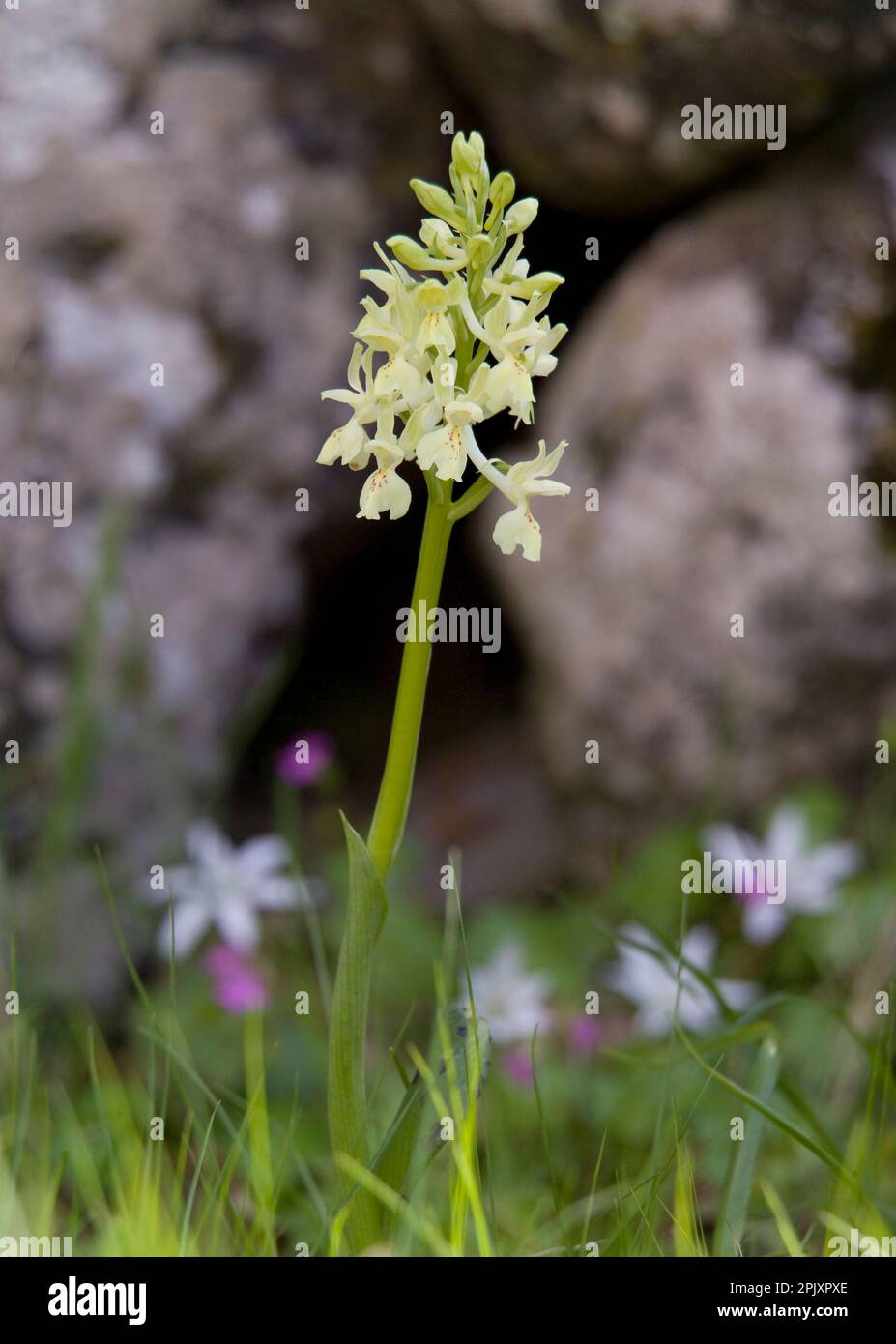 Orchidea (Orchis provincialis). Bolotana, Nuoro, Sardegna, Italia. Stock Photo
