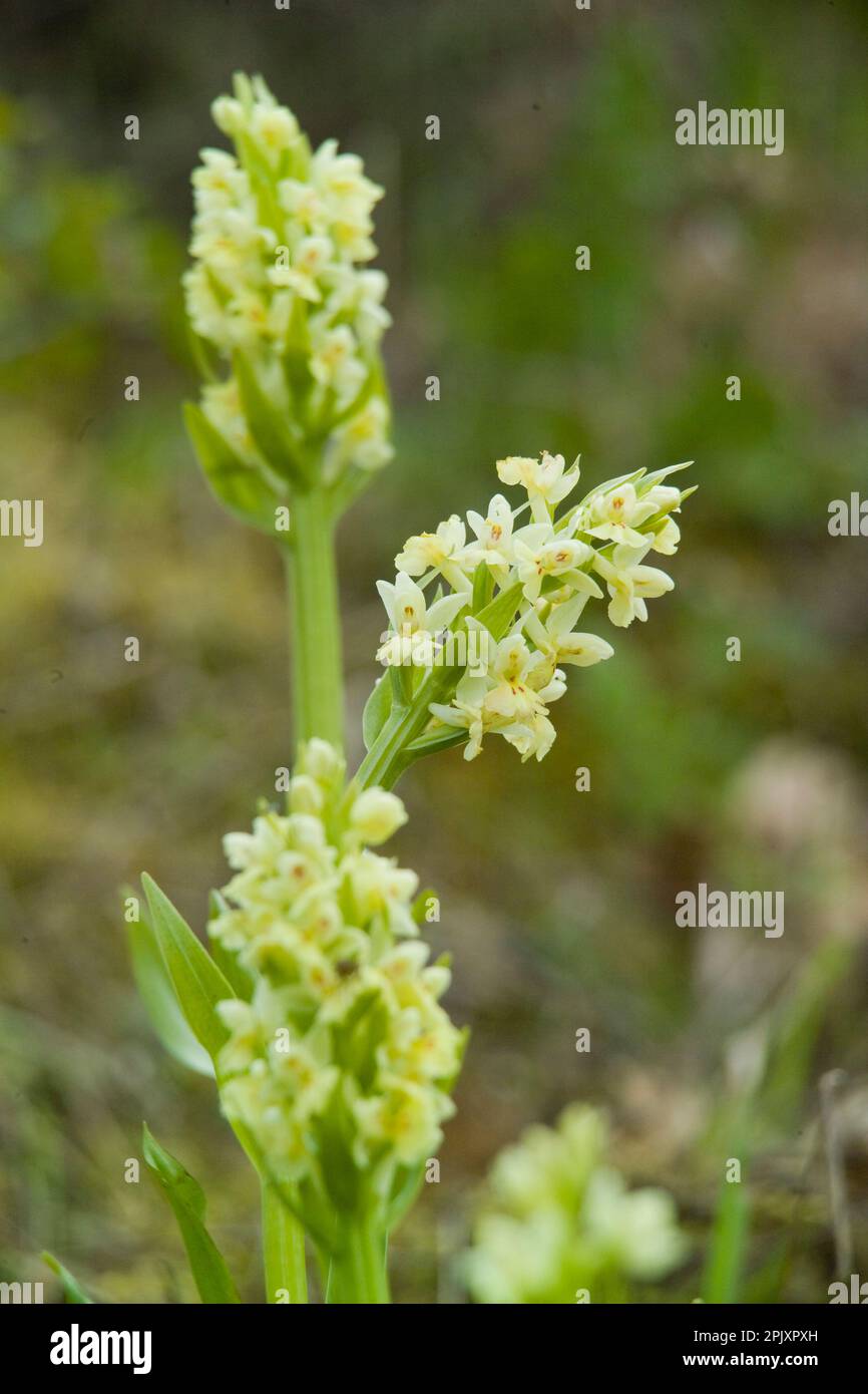 Orchidea (Dactylorhiza insularis). Bolotana, Ortakis, Nuoro, Sardegna, Italia. Stock Photo