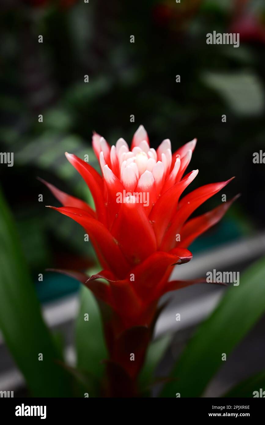 Red bromeliad flower close-up on a dark background Stock Photo