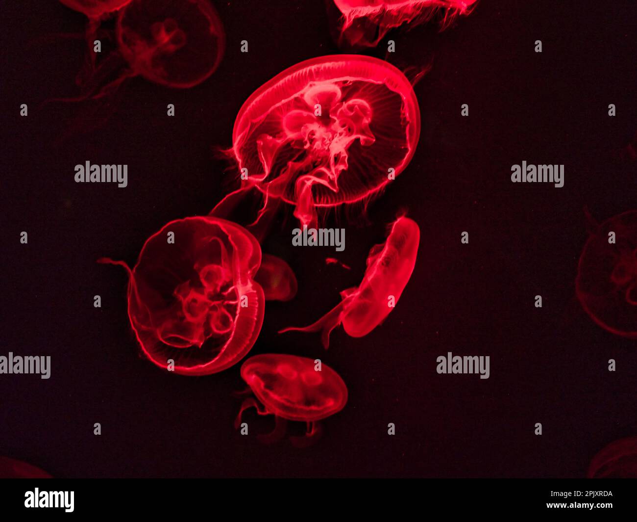 Red colored glowing translucent Moon Jellyfish swimming in dark tank ...