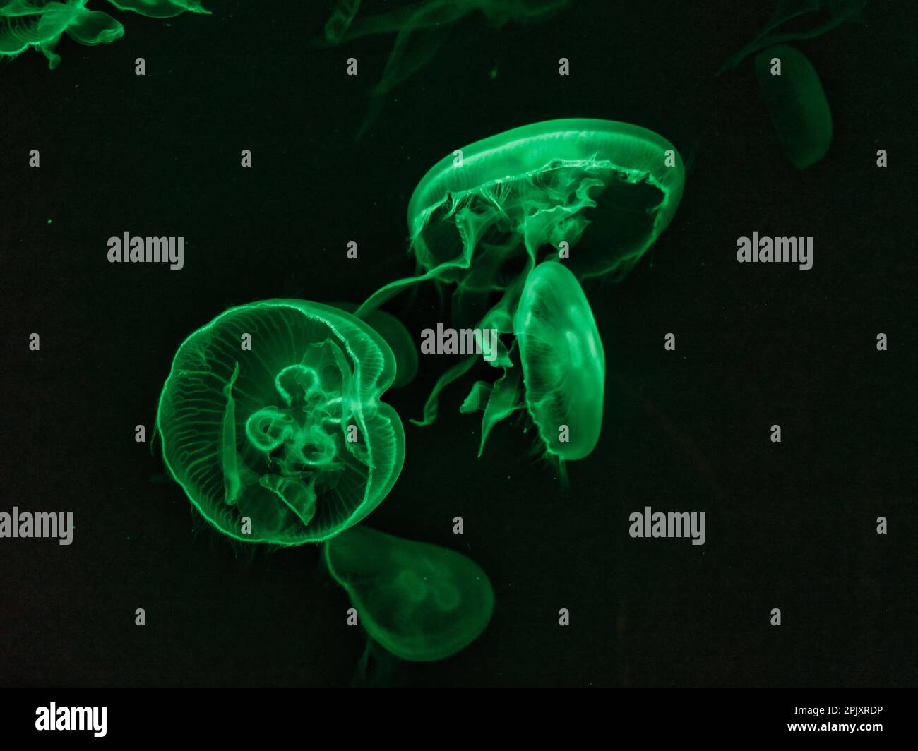 Green colored glowing translucent Moon Jellyfish swimming in dark tank Stock Photo