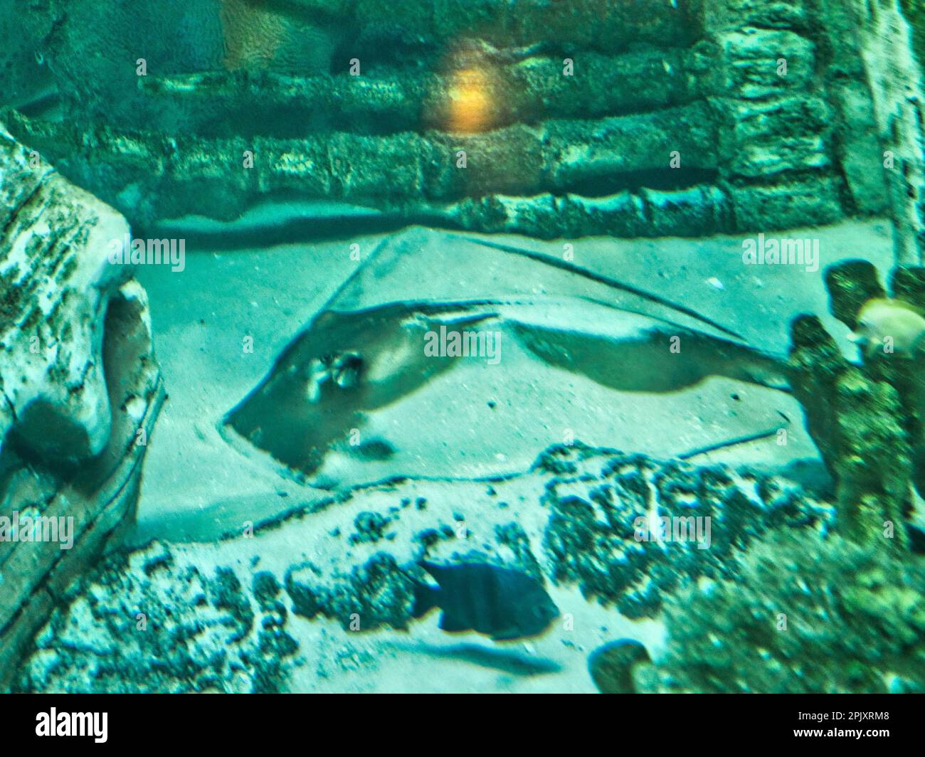 Black Stingray burrowed under the sand of clear saltwater aquarium