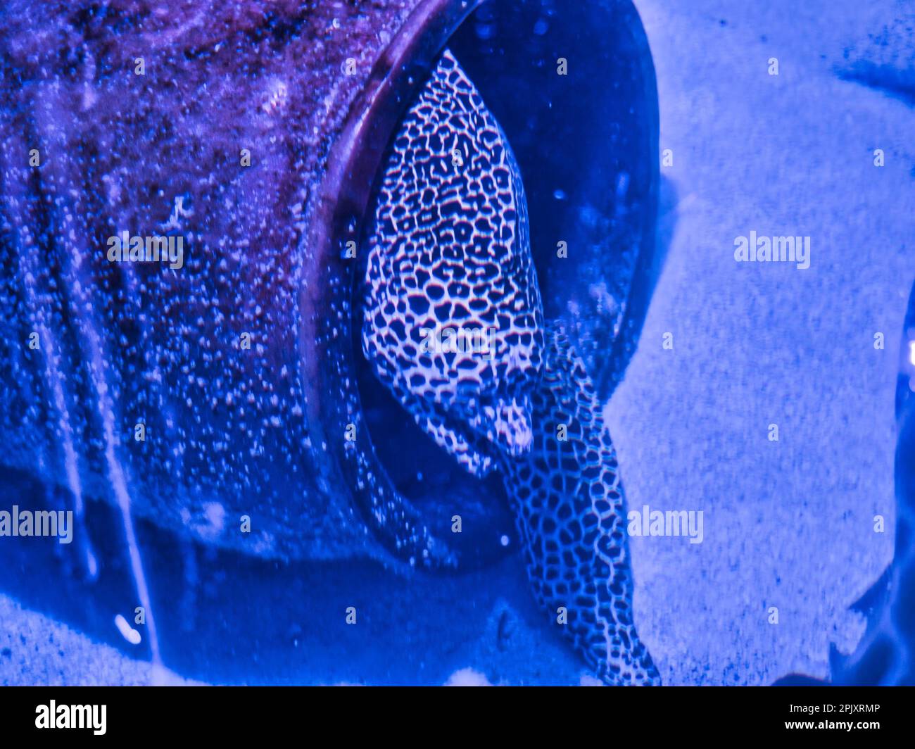 A Moray Eel using stralth to hunt a meal in a small underwater aquarium Stock Photo