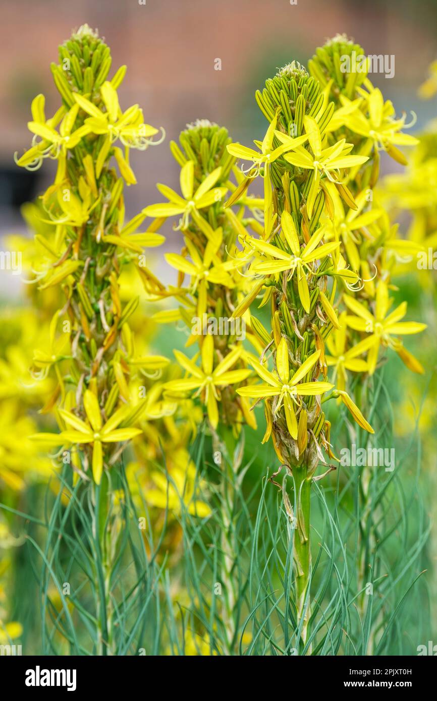 Asphodeline lutea, asphodel, fragrant yellow flowers to 3cm across, in dense racemes in late spring Stock Photo