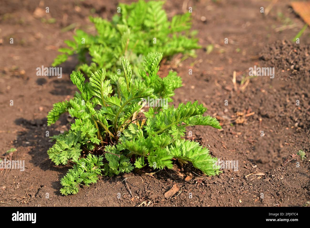 Close-up of the hands of a young Caucasian woman planting a blooming chamomile seedling in the ground. Planting a chamomile flower seedling in the soi Stock Photo