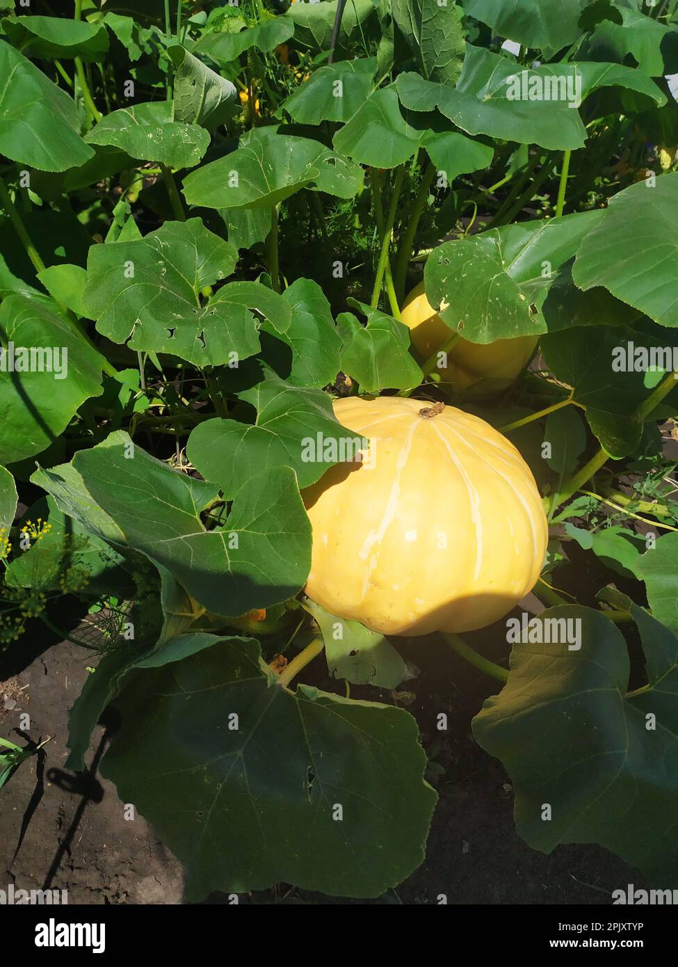 Harvesting pumpkins in the village ripe pumpkin in large leaves on a ...