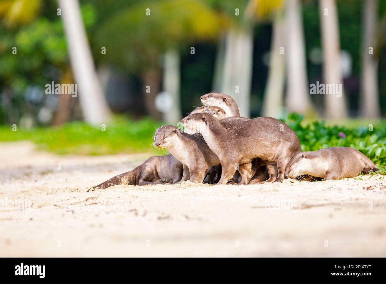 Smooth coated otter family play on beach after waking up from a nap, Singapore Stock Photo