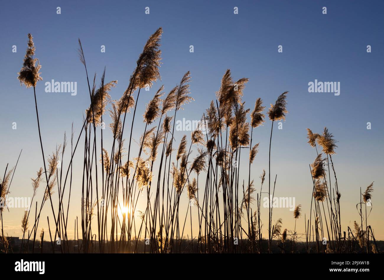 Beautiful Reeds Beautiful nature. Reeds, dry panicles, the rays of the setting sun ...