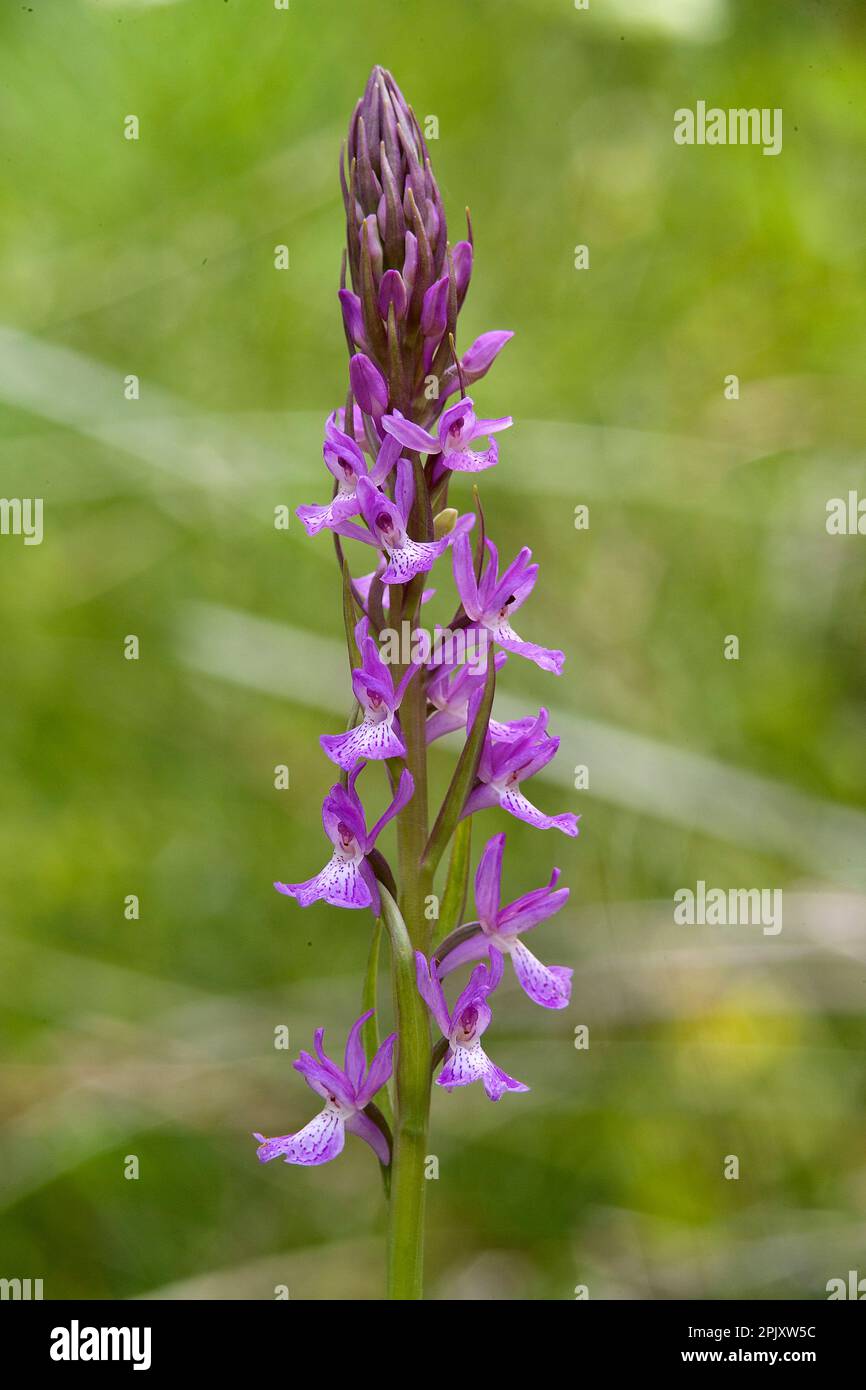 Orchidea (Dactylorhiza elata). Ogliastra, Sardegna, Italia. Stock Photo