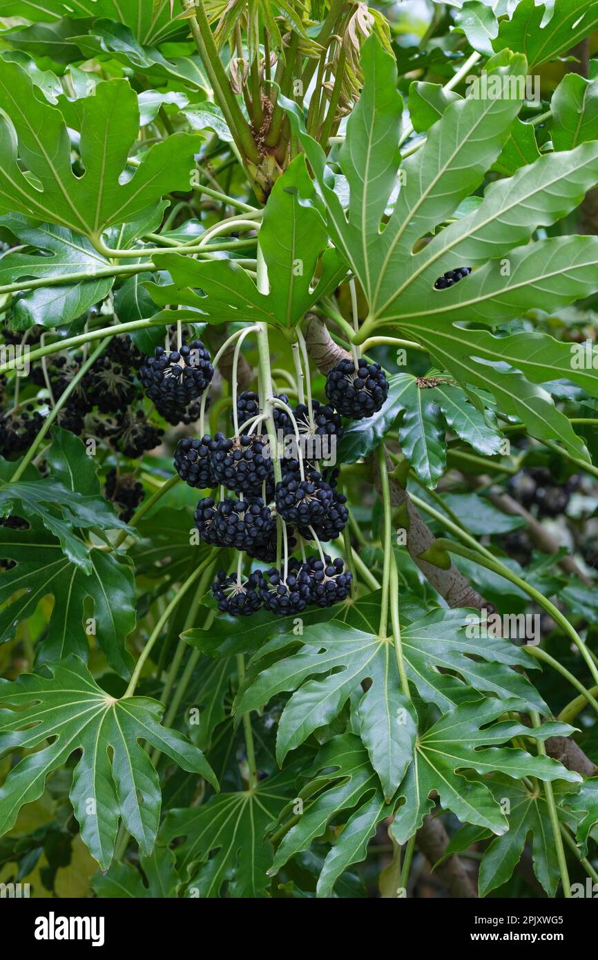 Fatsia japonica, Japanese aralia, castor oil plant, fatsi, evergreen shrub, small black fruit Stock Photo