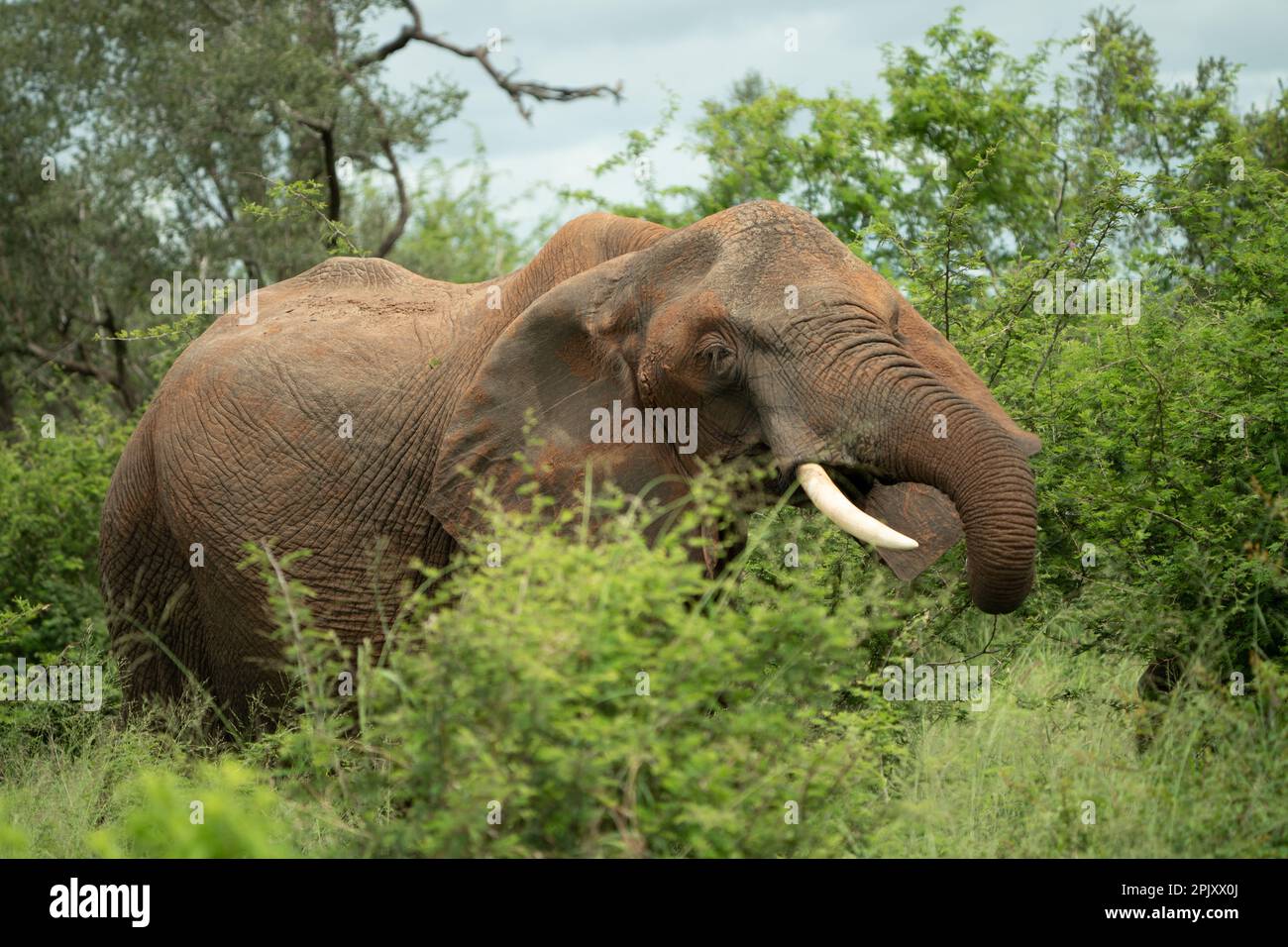 An elephant stands in the foliage of a lush bush Stock Photo