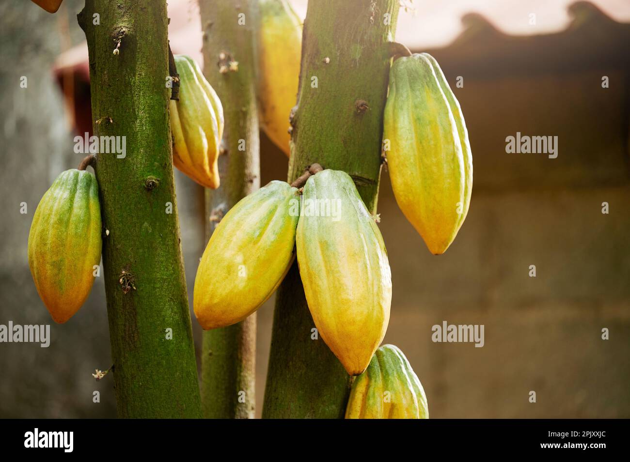 Cacao harvest theme. Ready to ripe group of yelow cocoa fruits close up