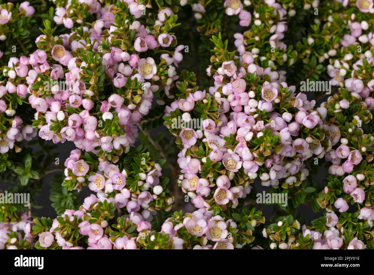 Pink flowering Thryptomene Shrub full frame close up as background Stock Photo