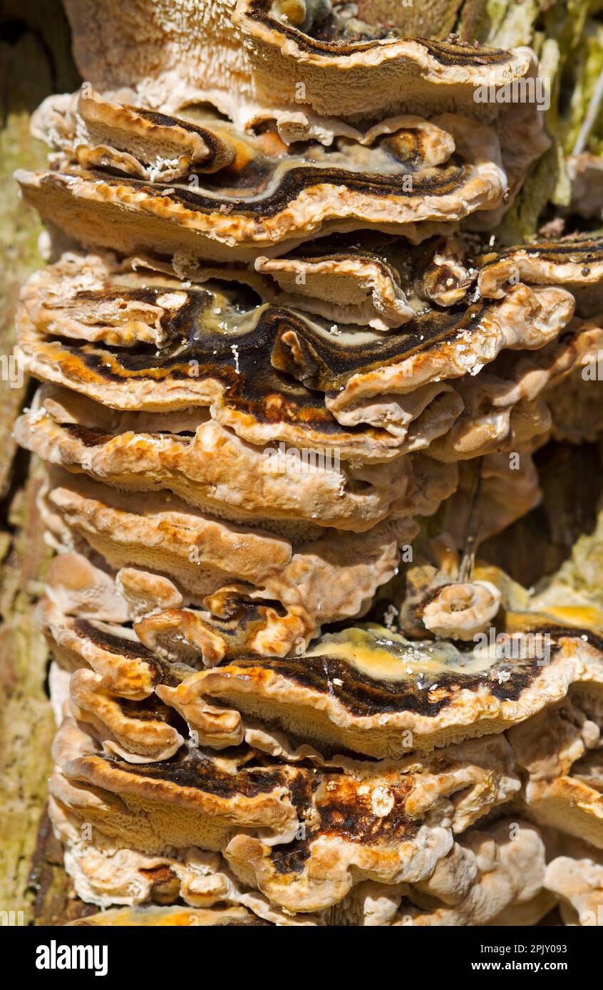Lots of Turkey tail mushrooms of last autumn in spring, covering a treestem, detail Stock Photo