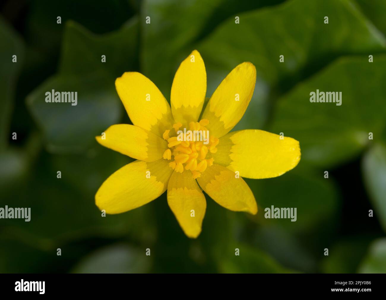 Lesser celandine, a beautiful yellow flower in early spring Stock Photo