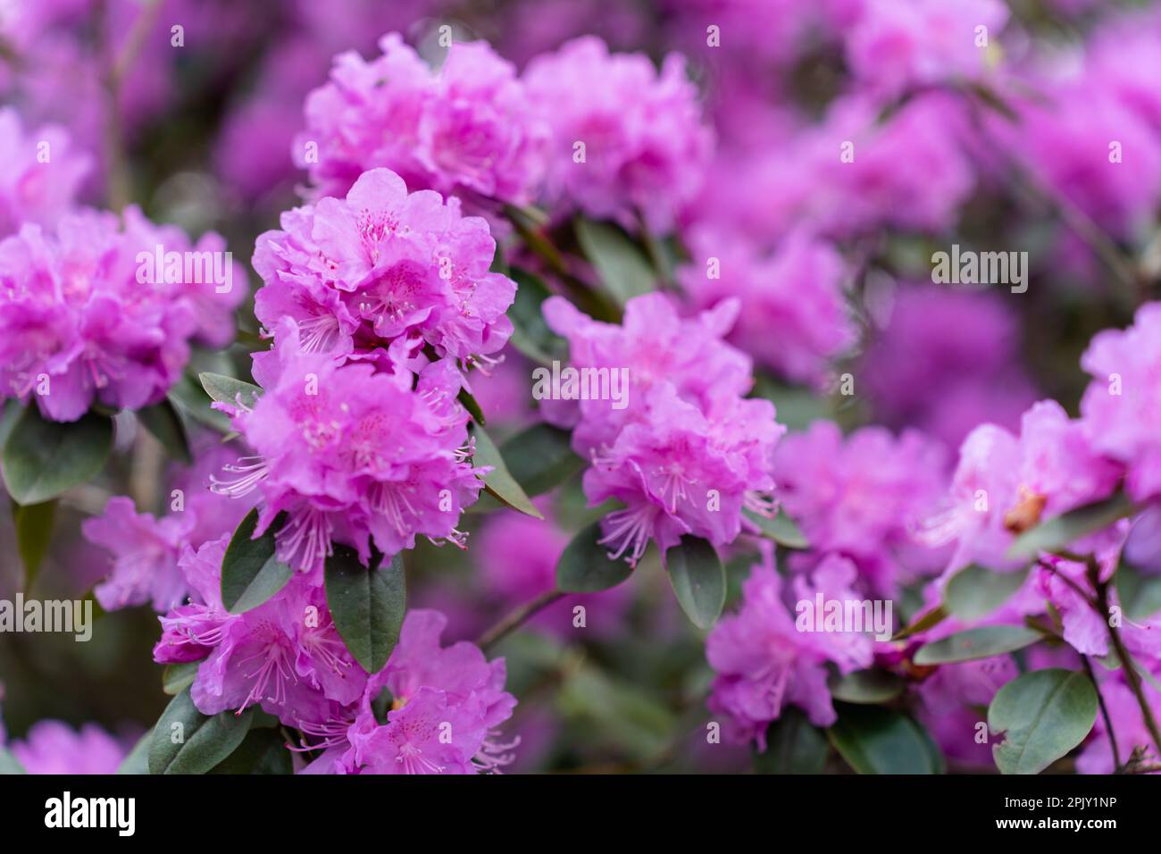 Rhododendron carolinianum pj mezitt hi-res stock photography and images -  Alamy