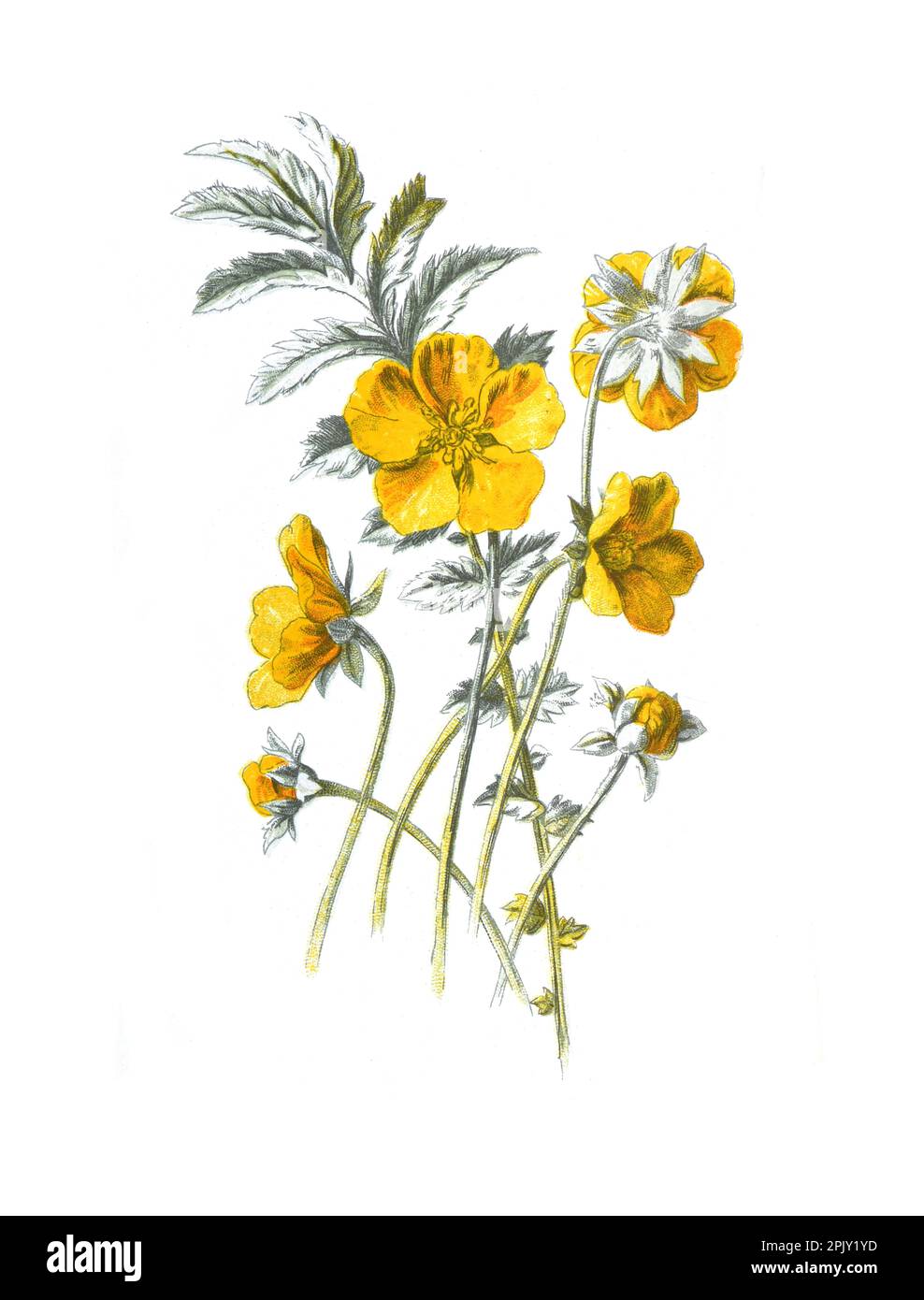 Argentina anserina or common Silverweed flower. (Potentilla anserina) hand drawn flowers illustration. Vintage and antique flowers. wild flower. Stock Photo