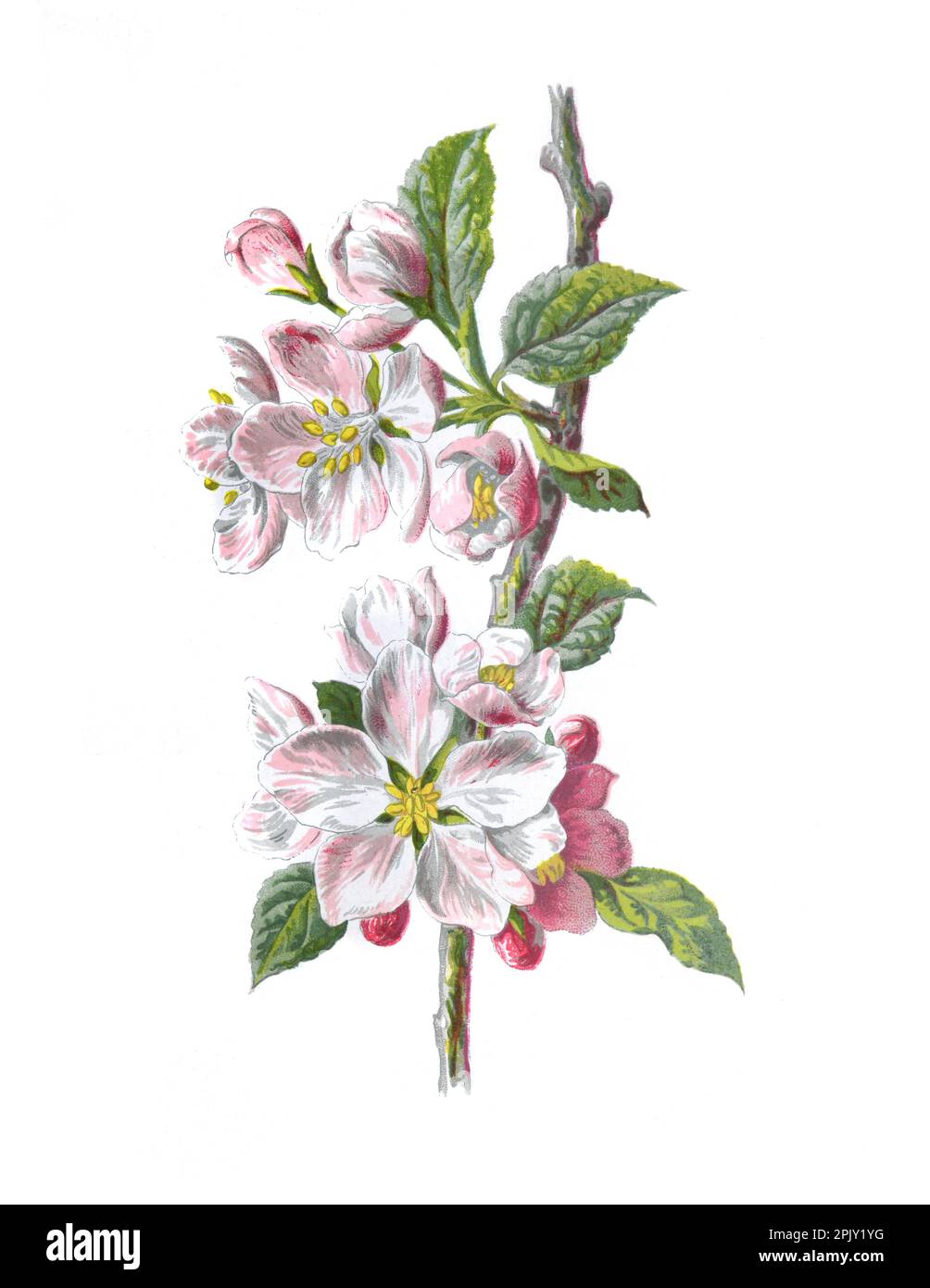 Apple blossom flower. (Malus domestica). Antique hand drawn flowers illustration. Vintage and antique flowers. wild flower illustration. Stock Photo
